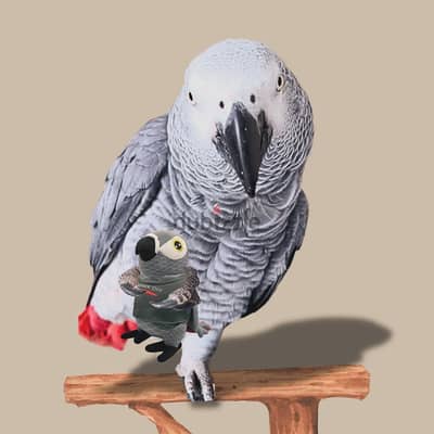 African Grey// WhatsApp +971552543679