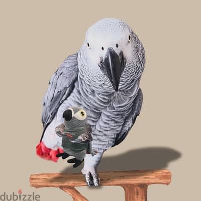 African grey// WhatsApp +971552543679