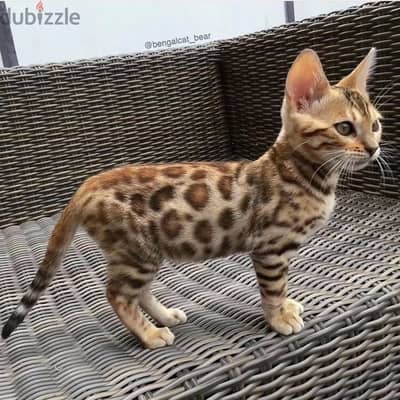 Bengal kitten// Whatsapp +97455937699