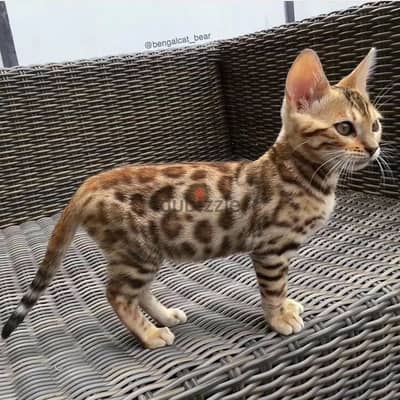 Bengal kitten// Whatsapp +97455937699