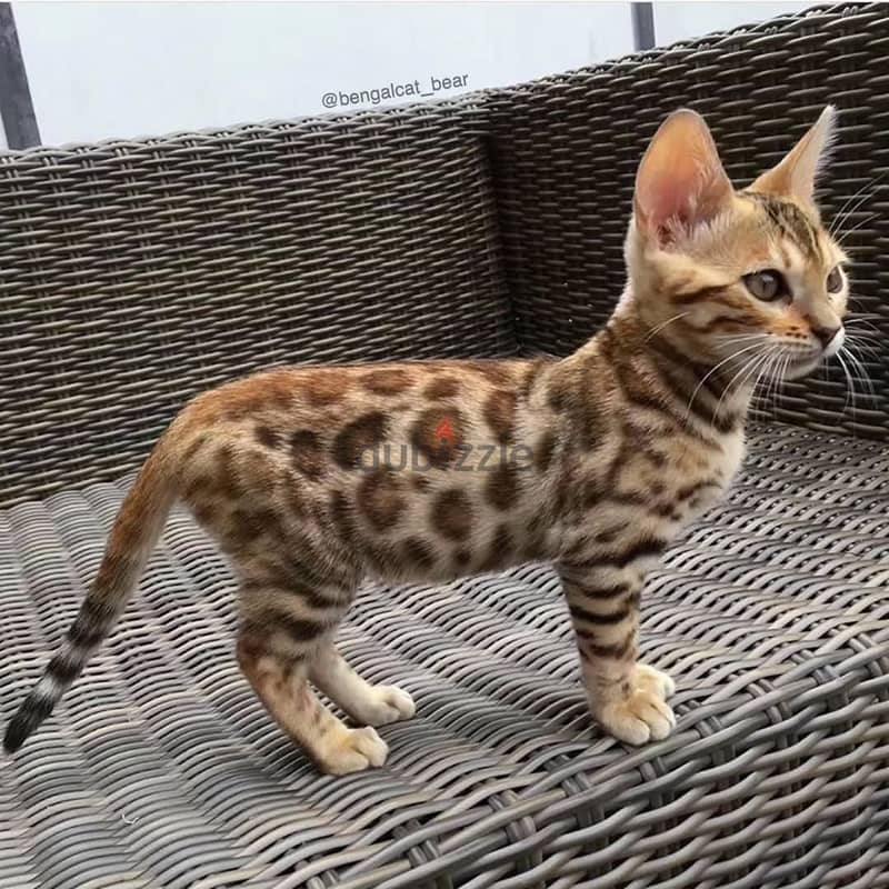 Bengal kitten// Whatsapp +97455937699 0