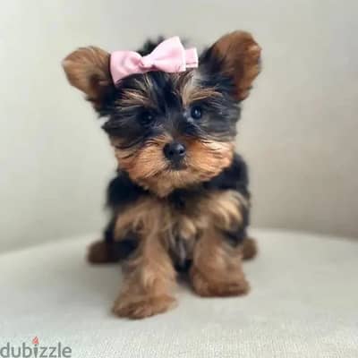 Yorkshire Terrier/) Whatsapp +97455792932