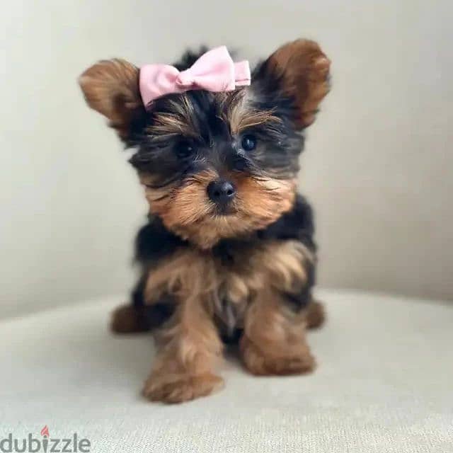 Yorkshire Terrier/) Whatsapp +97455792932 0