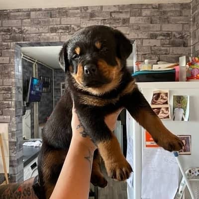 Rottweiler Puppy