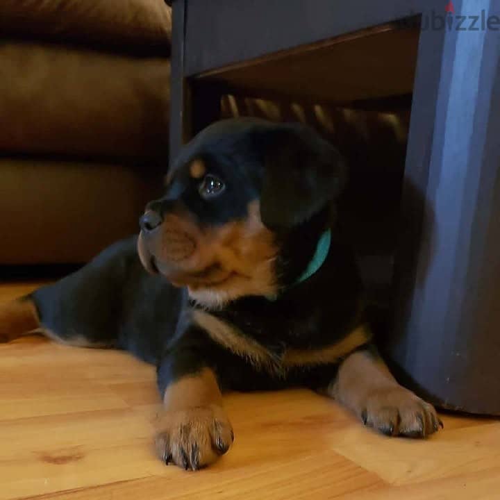 Rottweiler Puppy 1