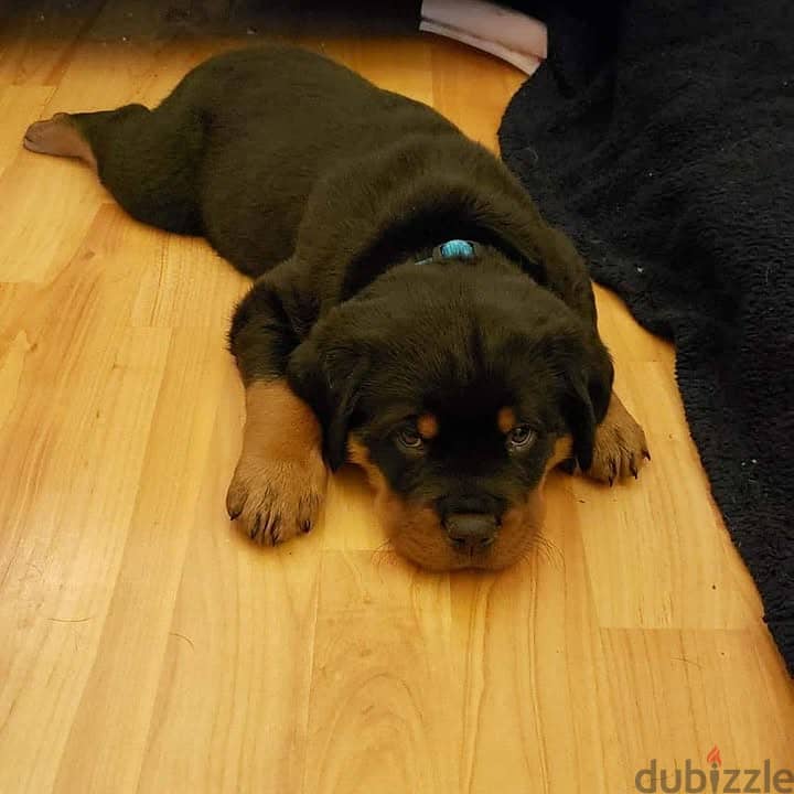 Rottweiler Puppy 2