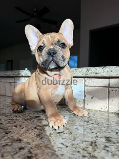 French Bulldog Puppies. Whatsapp me +972553390216.