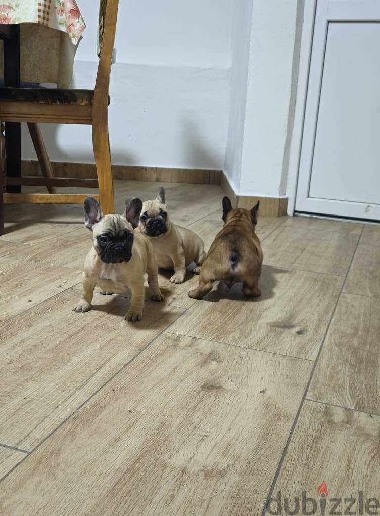 French Bulldog Puppies. Whatsapp me +972553390216. 1