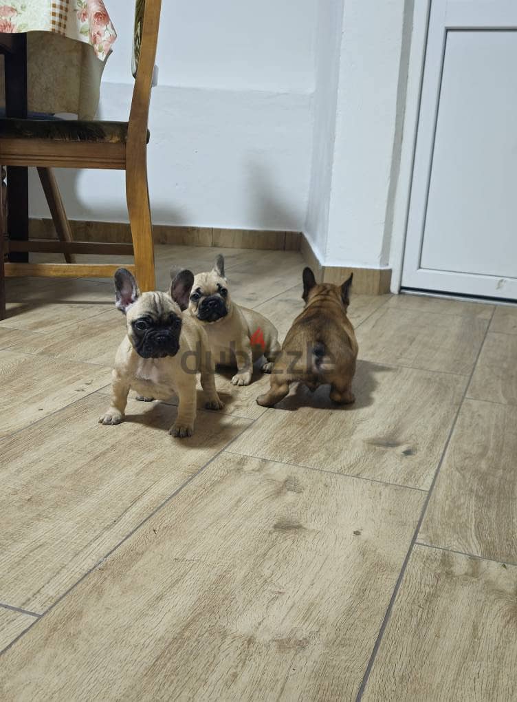 French Bulldog Puppies. Whatsapp me +972553390216. 1