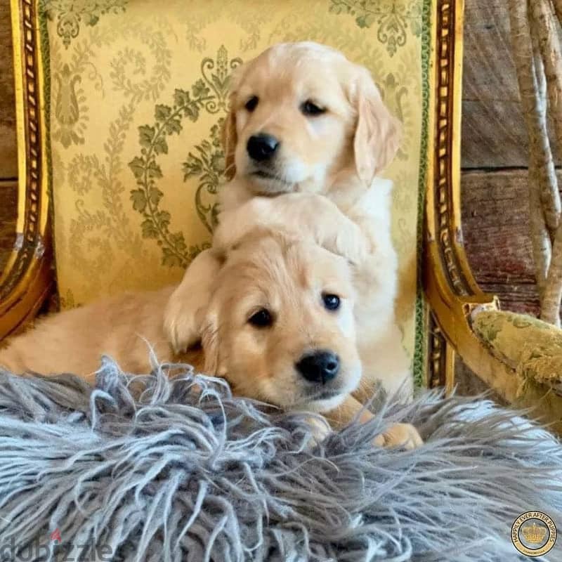 Golden Retriever Puppies. Whatsapp me +972553390216. 1