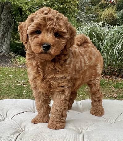 Healthy  Raised Toy Poodle Puppies