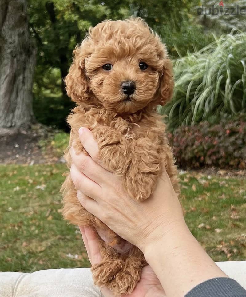 Healthy  Raised Toy Poodle Puppies 1