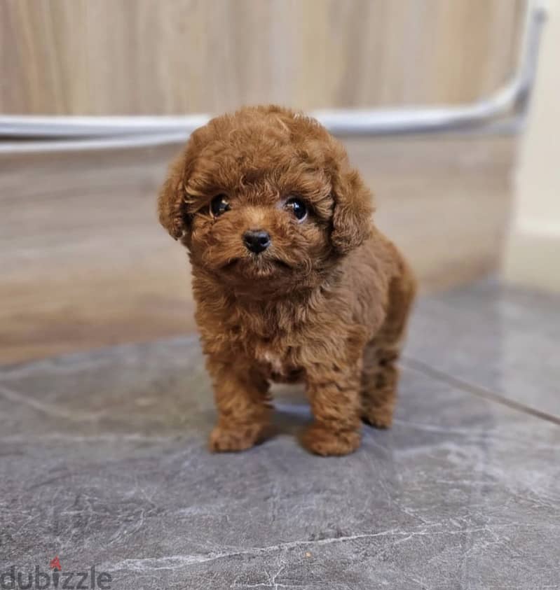 Healthy  Raised Toy Poodle Puppies 2