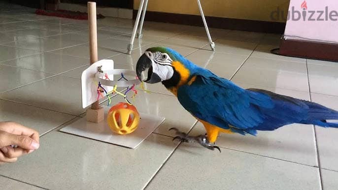 Macaw Parrots available. Whatsapp me +972553390216. 1