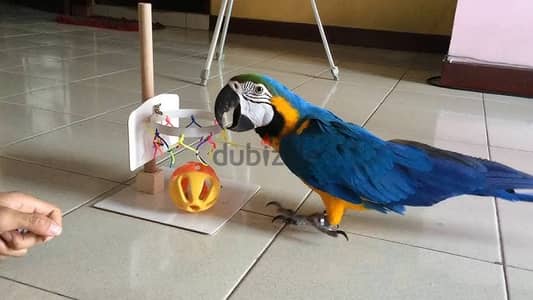 Macaw Parrots available. Whatsapp me +972553390216.