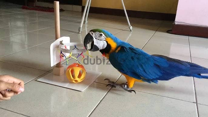 Macaw Parrots available. Whatsapp me +972553390216. 0