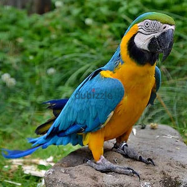 Macaw Parrots available. Whatsapp me +972553390216. 1