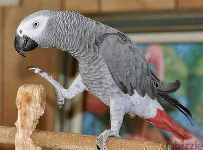 African Grey Parrots available. Whatsapp me +972553390216.