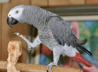 African Grey Parrots available. Whatsapp me +972553390216.