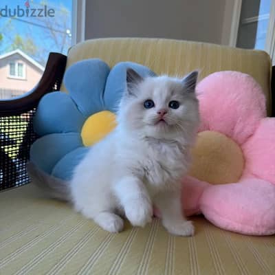 Cuddle Young Ragdoll Kittens Available Now