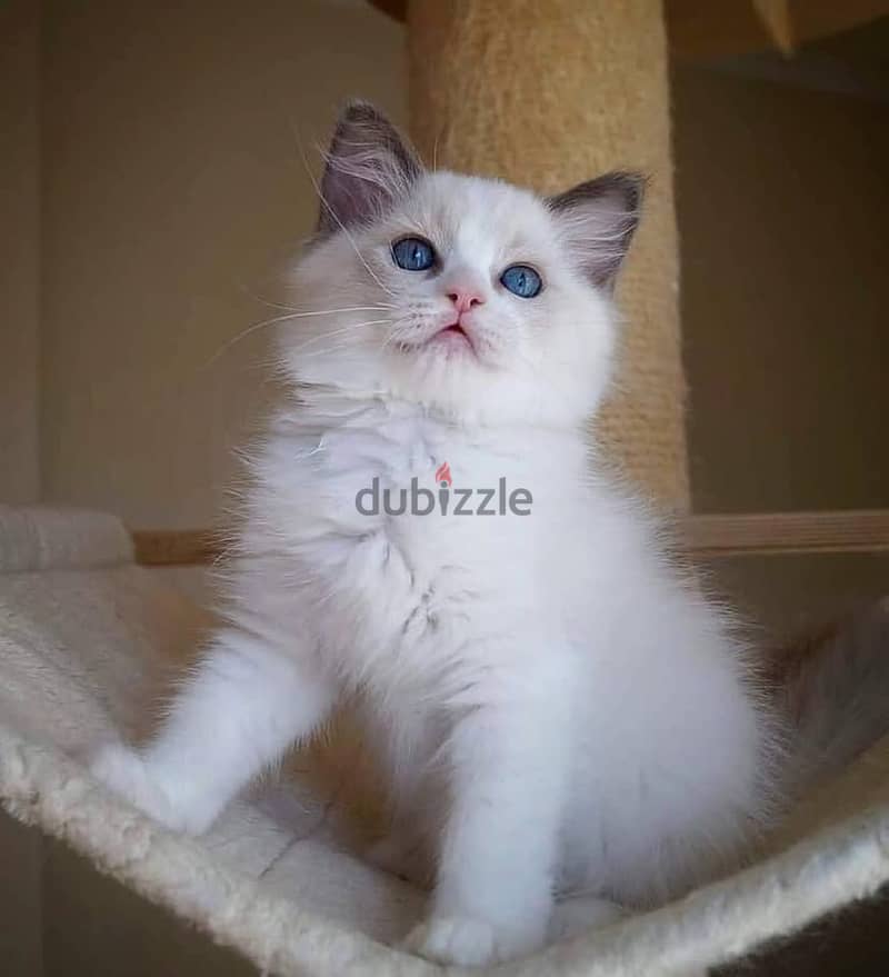 Cuddle Young Ragdoll Kittens Available Now 1