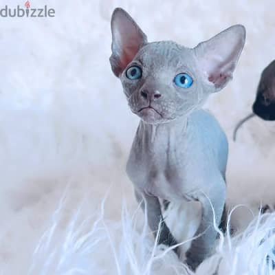 Hairless Sphynx Kittens Available Today