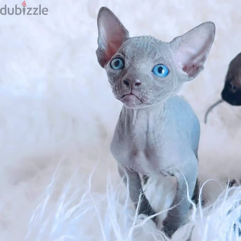 Hairless Sphynx Kittens Available Today 0