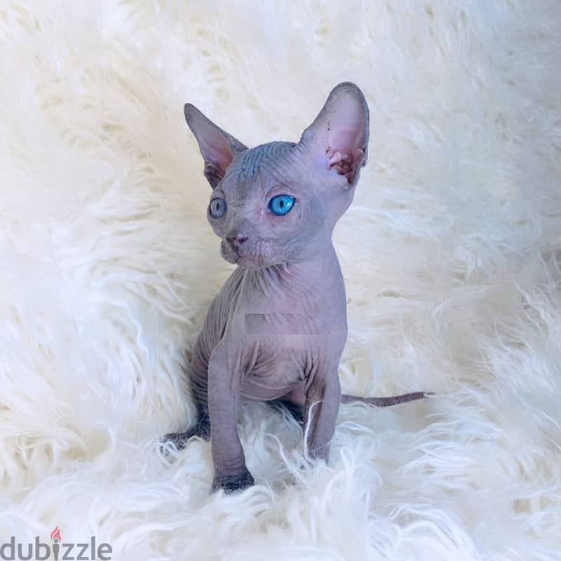 Hairless Sphynx Kittens Available Today 1