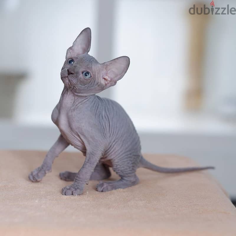 Hairless Sphynx Kittens Available Today 2