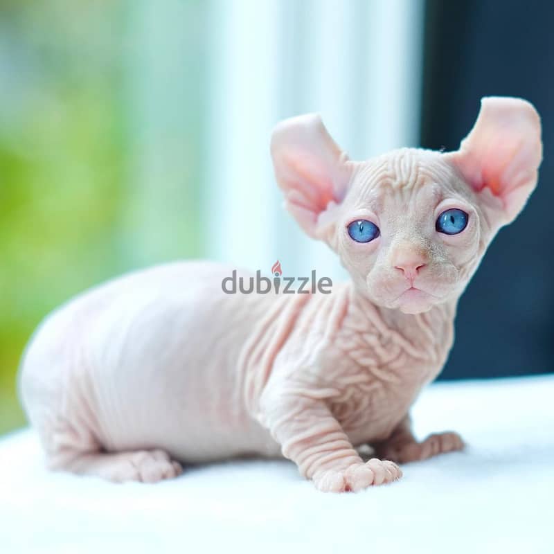 Hairless Sphynx Kittens Available Today 3