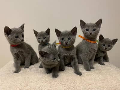 Purebred Russian Blue Kittens Ready To Go