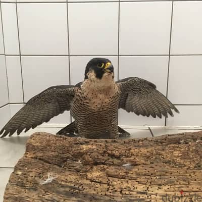 Baby Peregrine Falcons and Fertile Eggs For Sale