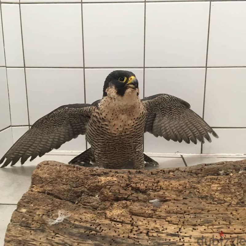 Baby Peregrine Falcons and Fertile Eggs For Sale 0