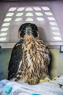 Baby Peregrine Falcons and Fertile Eggs For Sale 1