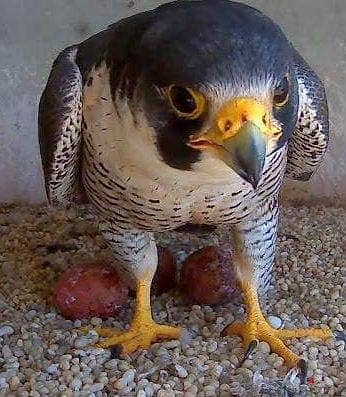 Baby Peregrine Falcons and Fertile Eggs For Sale 2