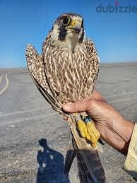 Baby Peregrine Falcons and Fertile Eggs For Sale 3