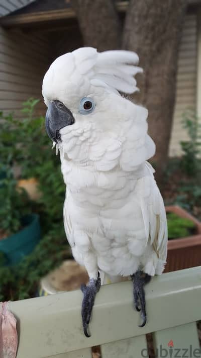 Umbrella Talking Cockatoo Parrots For Sale