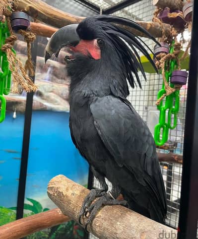 Black Palm/Black Plumage Cockatoo Parrots