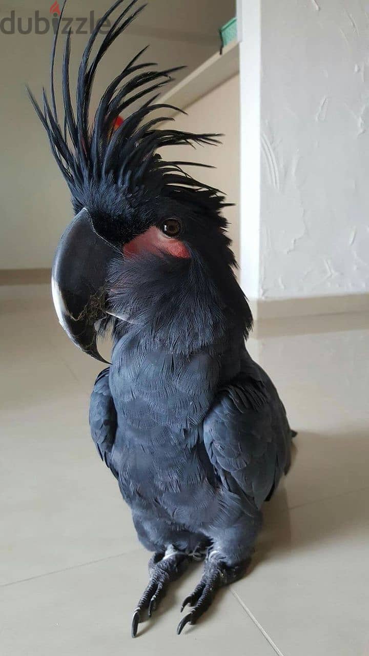 Black Palm/Black Plumage Cockatoo Parrots 1