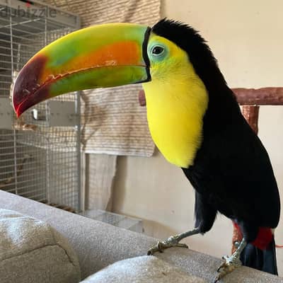 Keel-Billed Toucan Birds Available Now