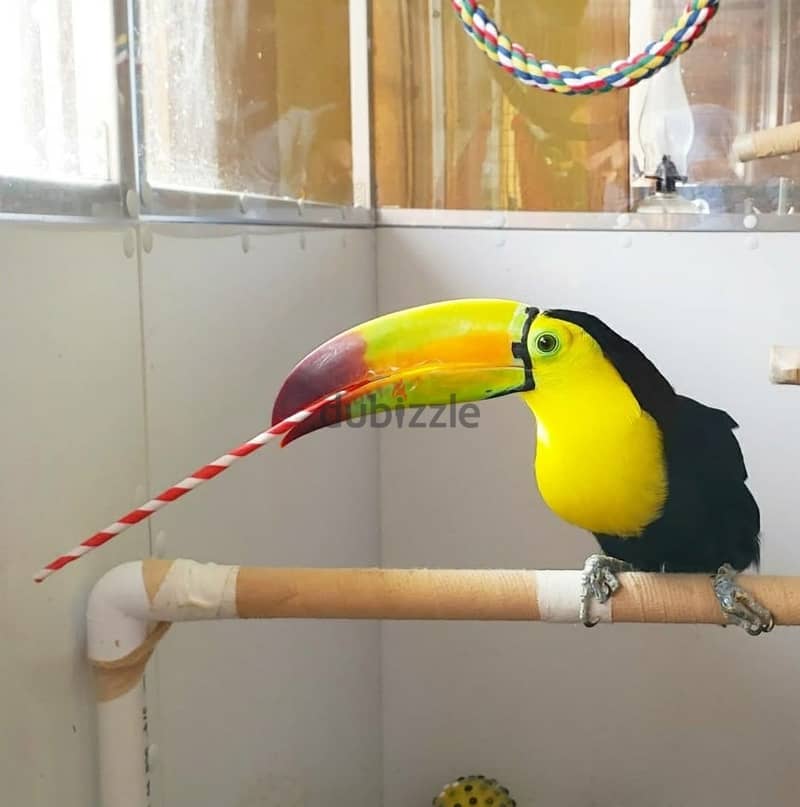 Keel-Billed Toucan Birds Available Now 1