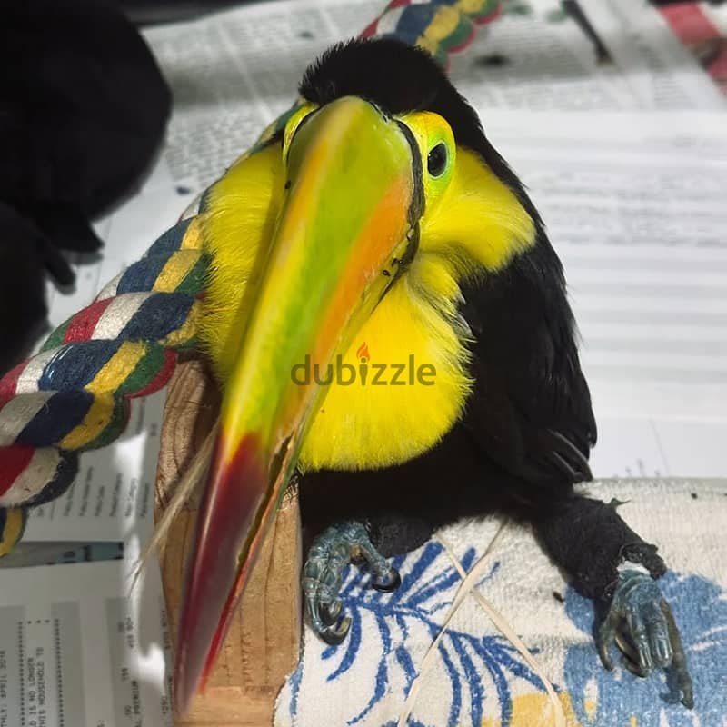 Keel-Billed Toucan Birds Available Now 2