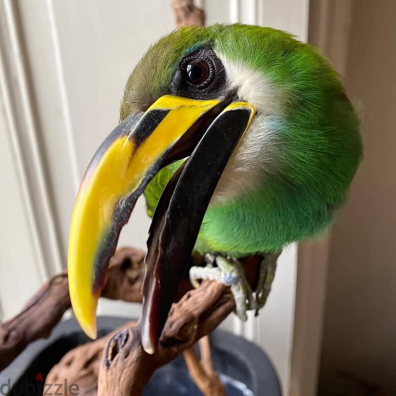 Keel-Billed Toucan Birds Available Now 3