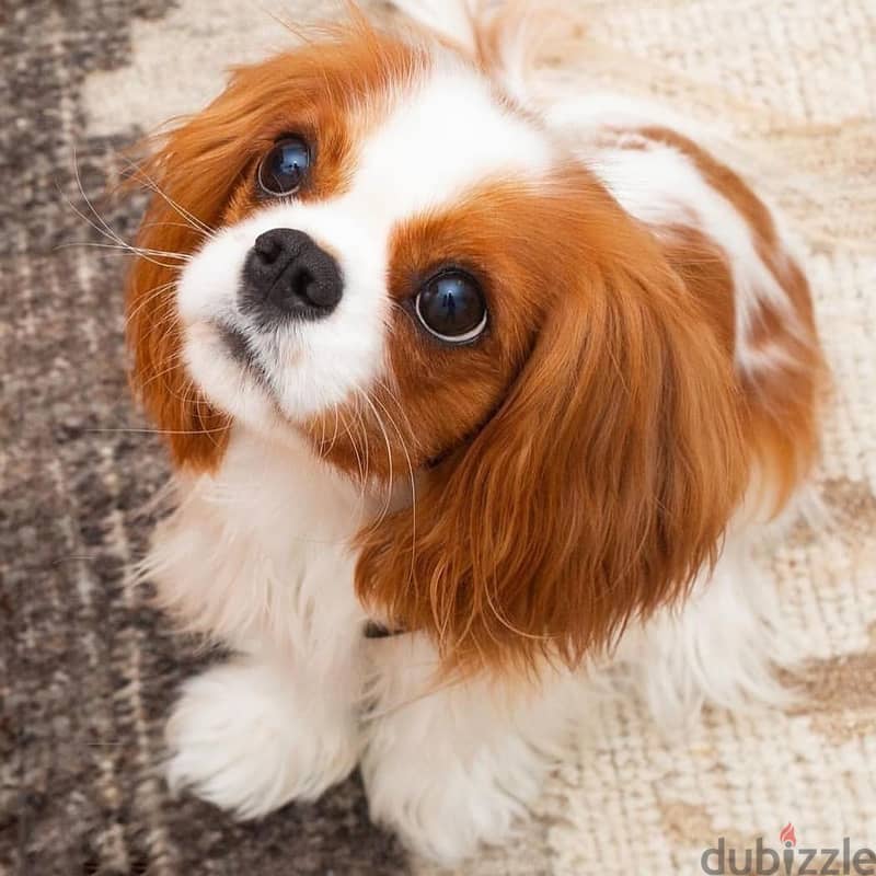 Sweet and lovely Cavalier King Charles Spaniel puppies 0