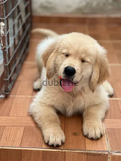 Golden Retriever Puppies. Whatsapp me +972553390216.