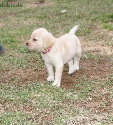 Labrador Retriever Puppies. Whatsapp me +972553390216.