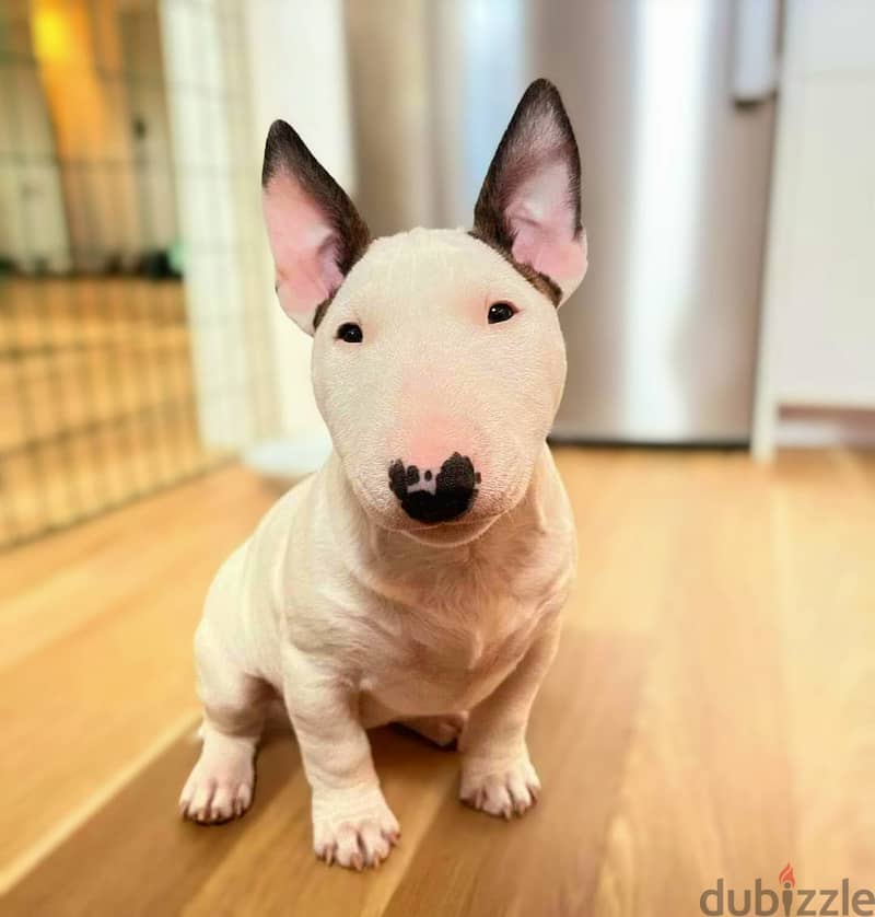 Bull Terrier Puppies. Whatsapp me +972553390216. 1