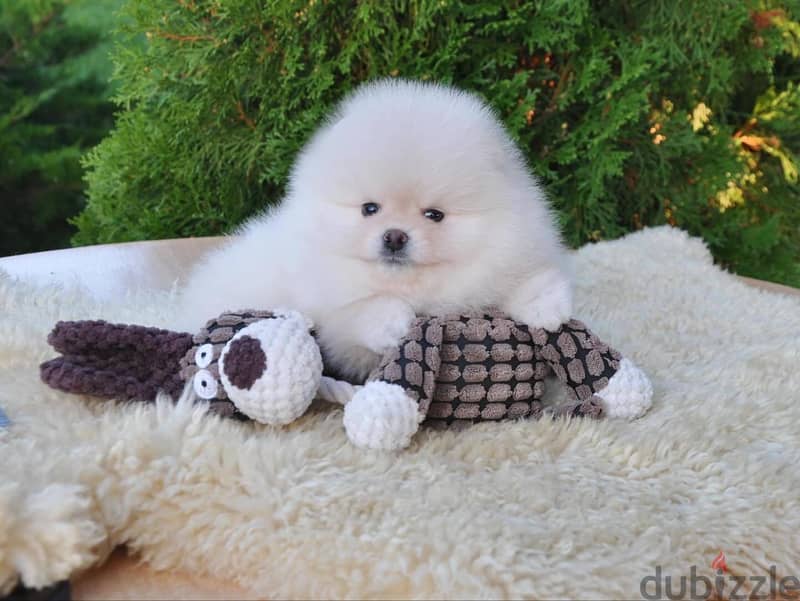 Pomeranian Puppies. Whatsapp me +972553390216. 1