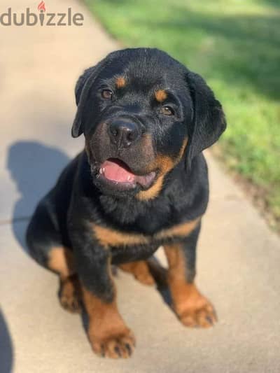 Rottweiler Puppies. Whatsapp me +972553390216.