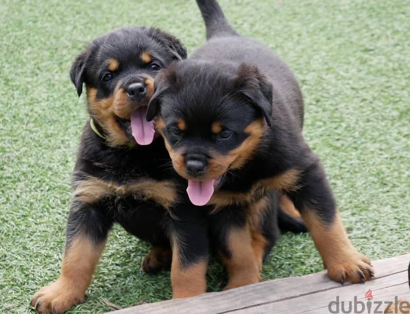 Rottweiler Puppies. Whatsapp me +972553390216. 1